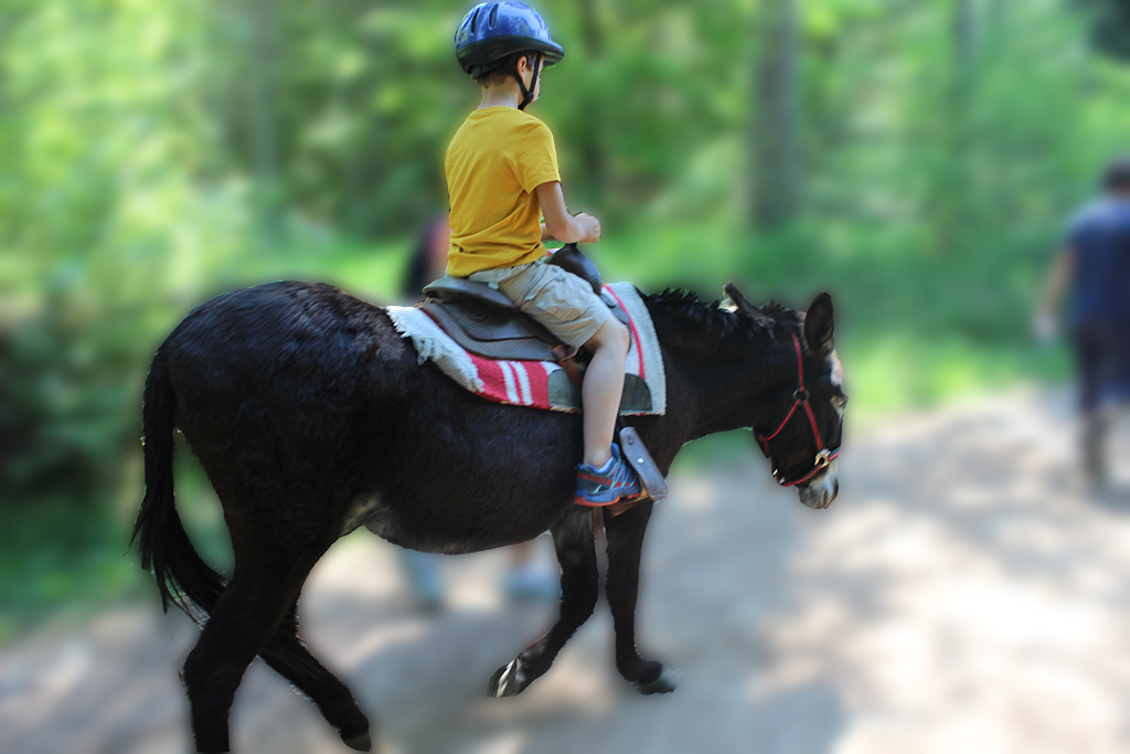 Image d'illustration de BALADE À PONEY