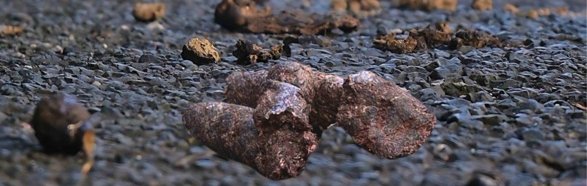 Image d'illustration de la page Déjections canines