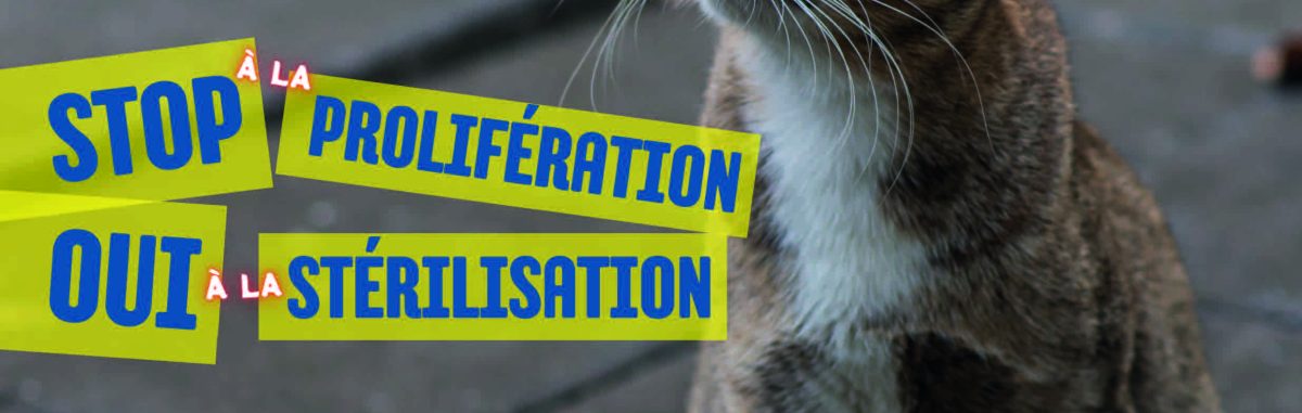 Image d'illustration de la page Campagne stérilisation des chats errants