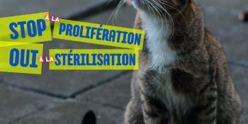 Image d'illustration de Campagne stérilisation des chats errants